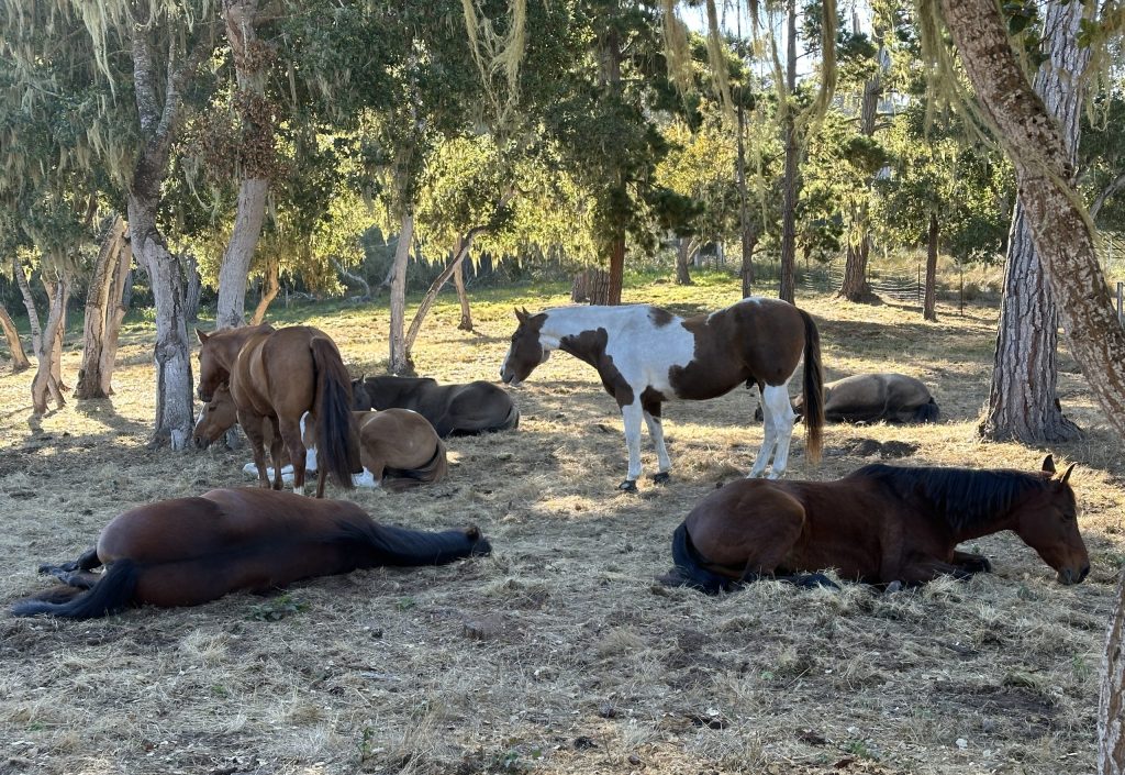 IMG_6738 Herd Herd sleeping in shady pasture